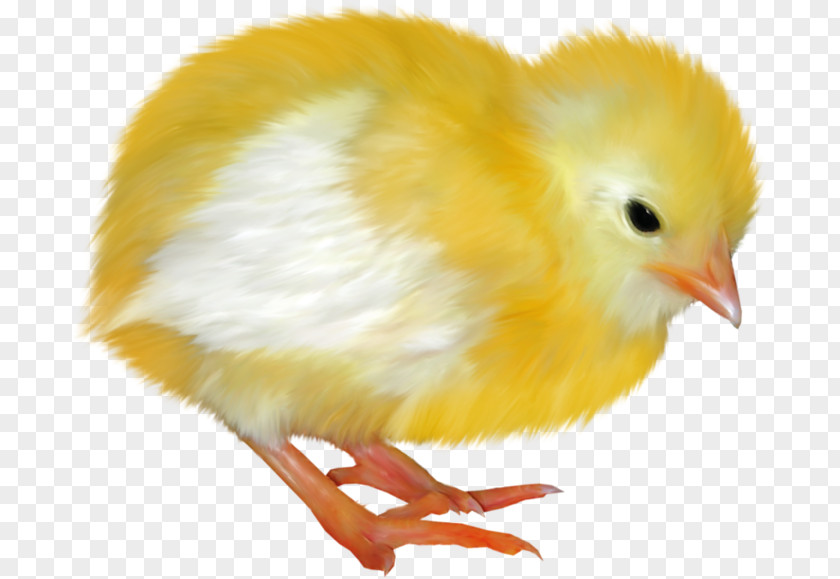 Chicken Blog Easter Clip Art PNG