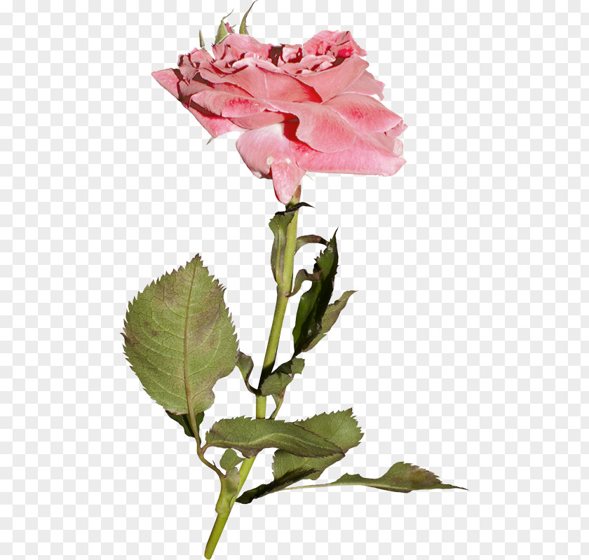 Flower Garden Roses Cabbage Rose Floribunda Pink PNG