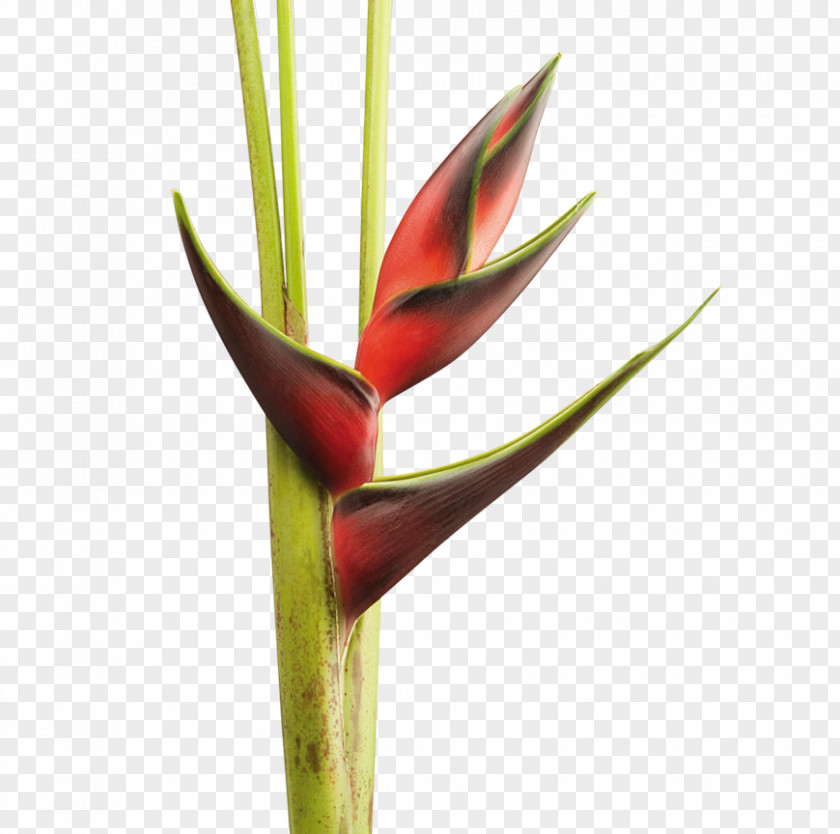 Follaje Heliconia Chartacea Cut Flowers Plant Bud Lobster-claws PNG