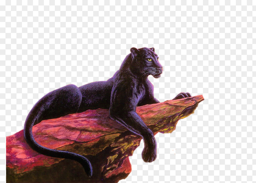 Jaguar Panther Cat Felidae Cougar PNG