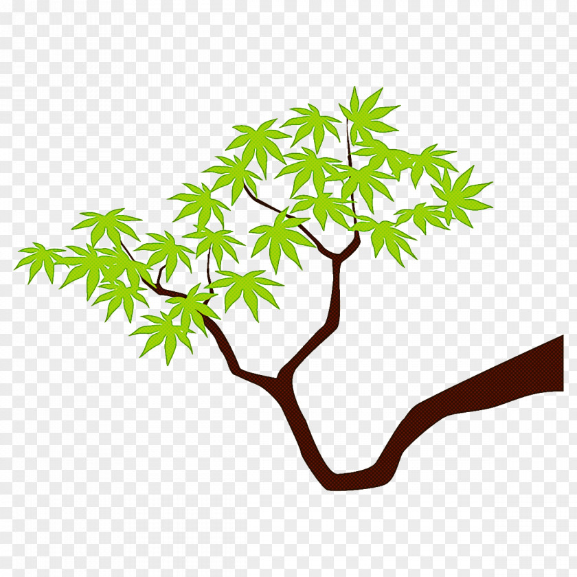 Maple Branch Leaves Tree PNG