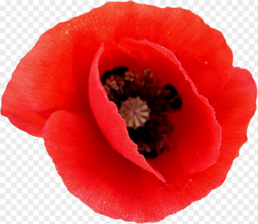 мак Remembrance Poppy And Reconciliation Day Common Clip Art PNG