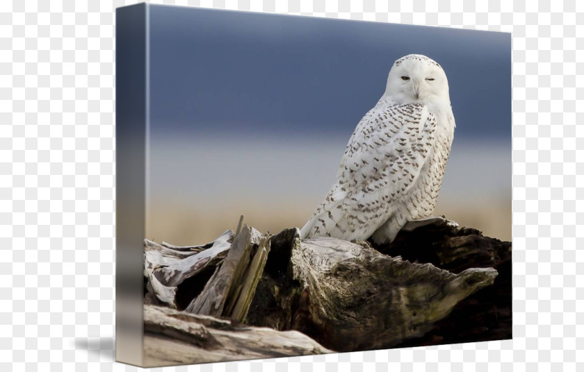 Snowy Owl Beak Stock Photography Feather PNG