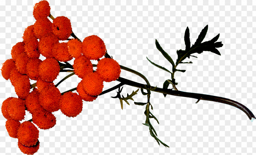 Autumn Food Rose Hip Rowan Twig PNG