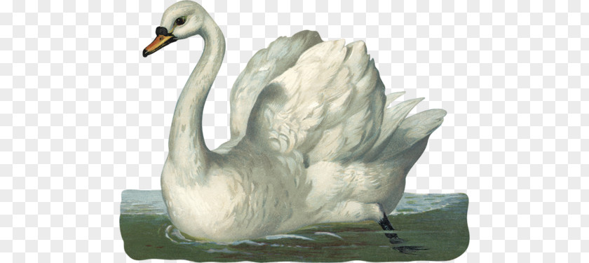 Bird Duck Goose Domestic Animal Clip Art PNG