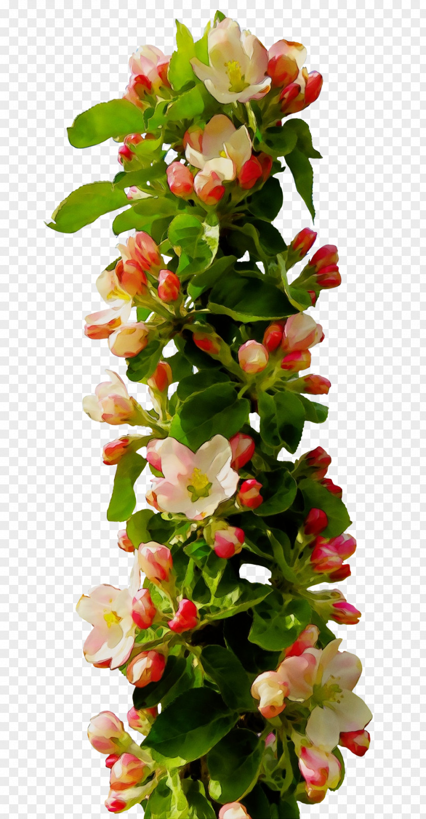 Camellia Houseplant Artificial Flower PNG
