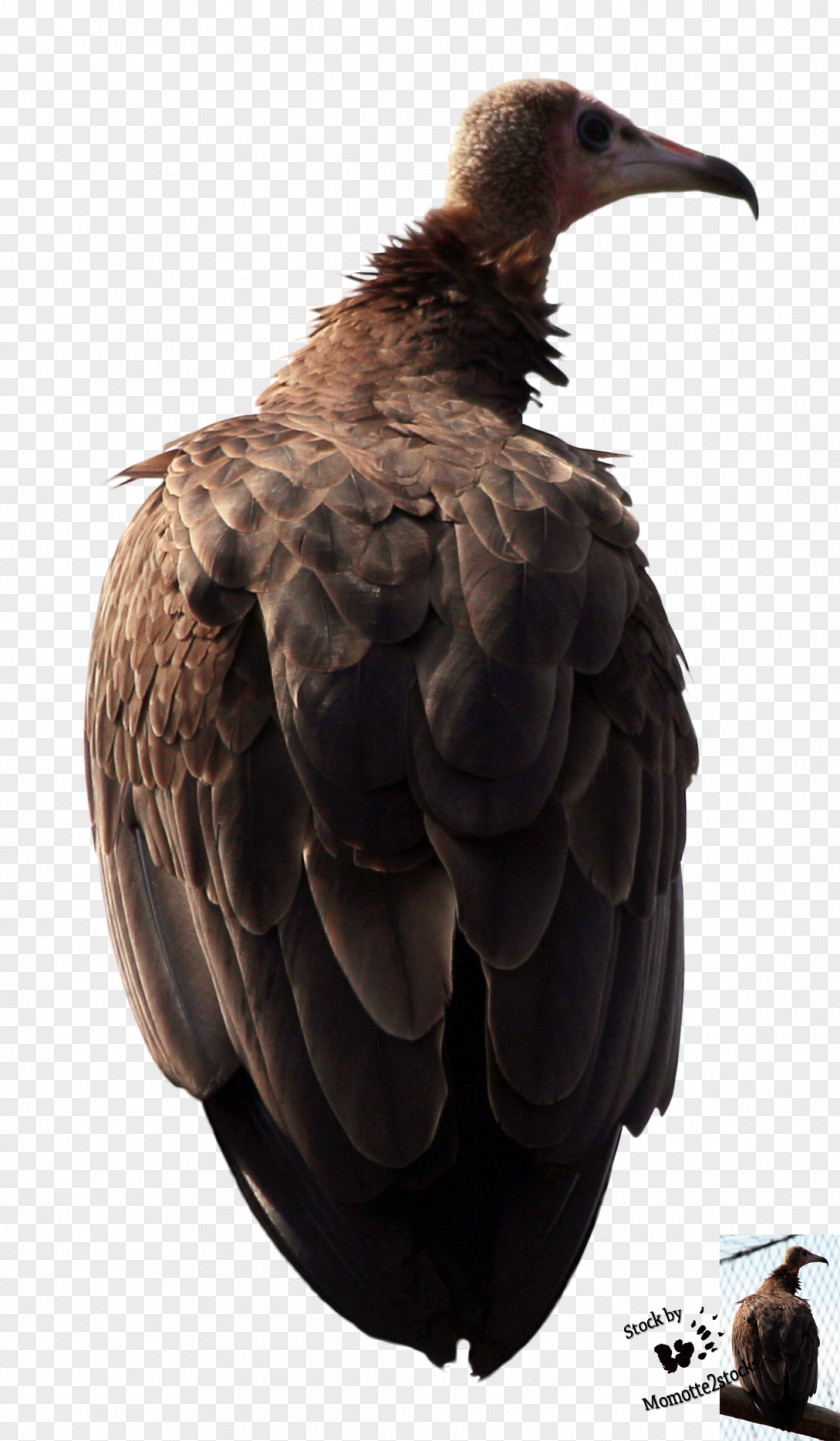 Eagle DeviantArt Stock Vulture Beak PNG