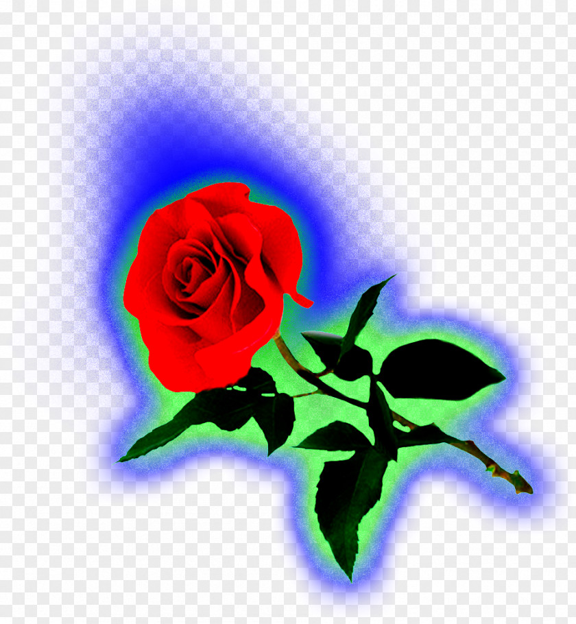 Garden Roses Love Cabbage Rose Emotion Petal PNG