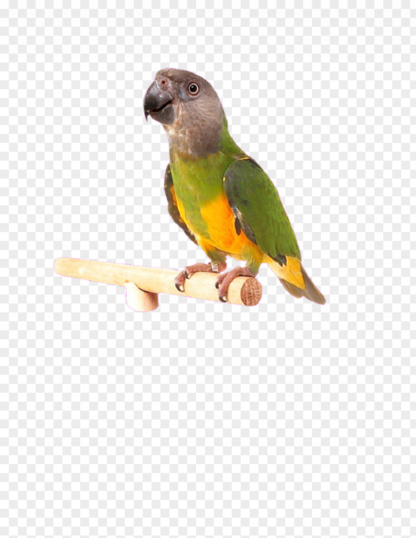 Hand-painted Parrot Lovebird Cockatiel Budgerigar Parakeet PNG