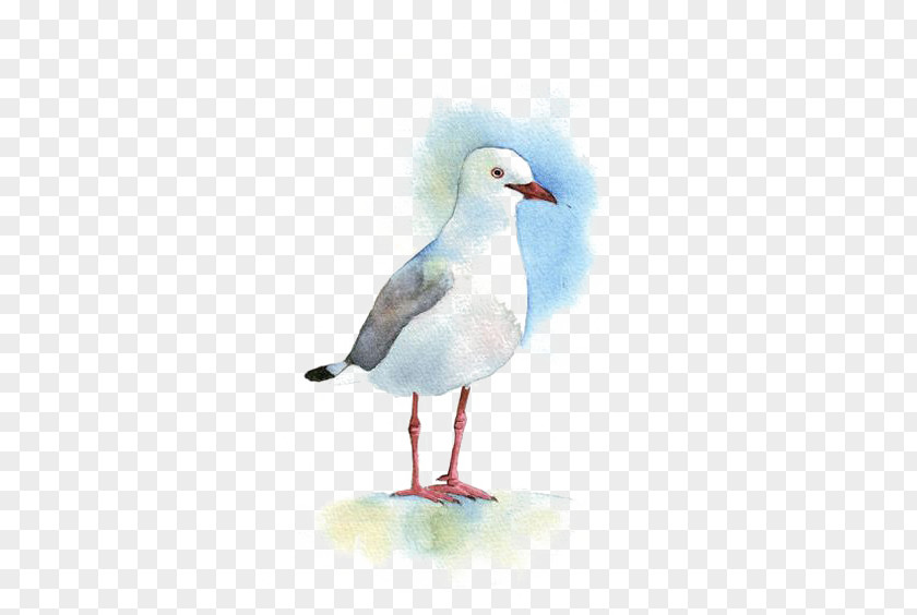 Pigeon Gulls Bird Watercolor Painting Drawing PNG