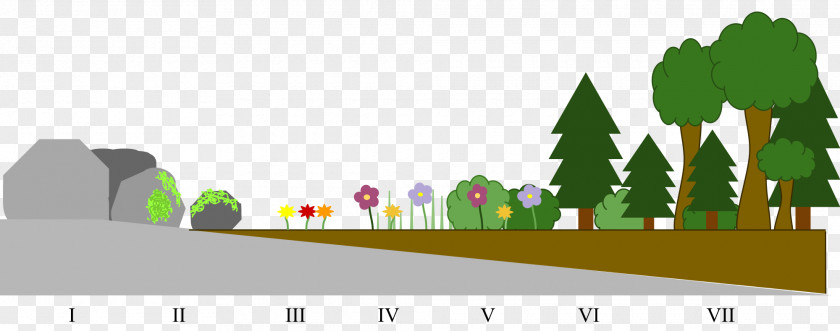 Rock Primary Succession Secondary Ecological Ecology Soil PNG