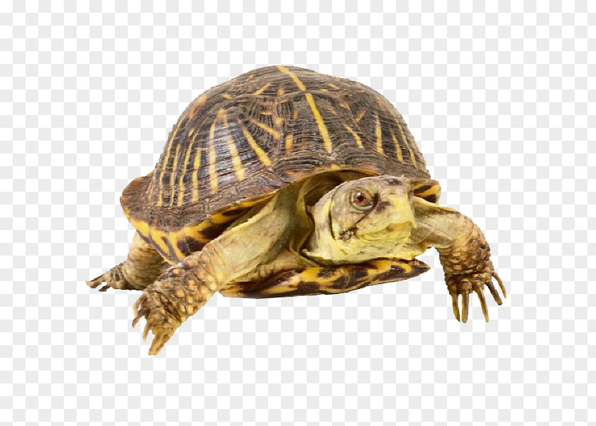 Turtle Box Turtles Sea Common Snapping Worksheet PNG