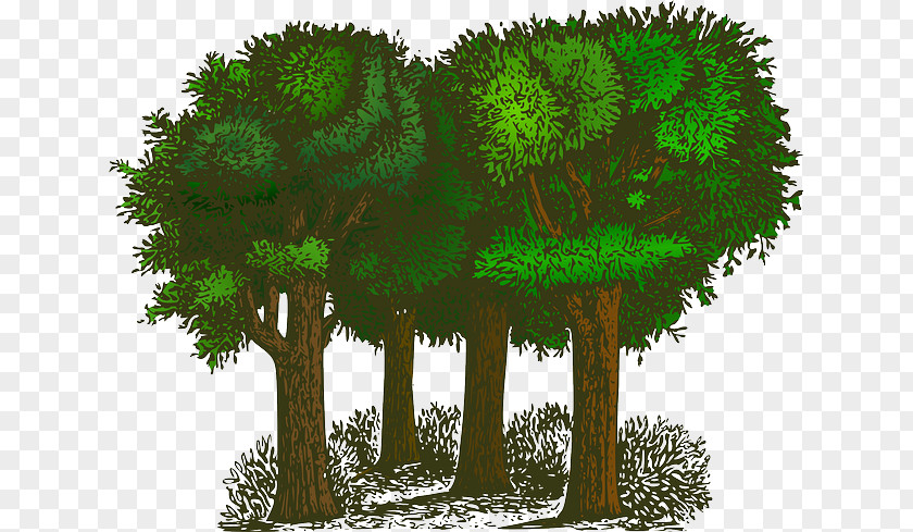 Green Forest Tree Shrub Clip Art PNG