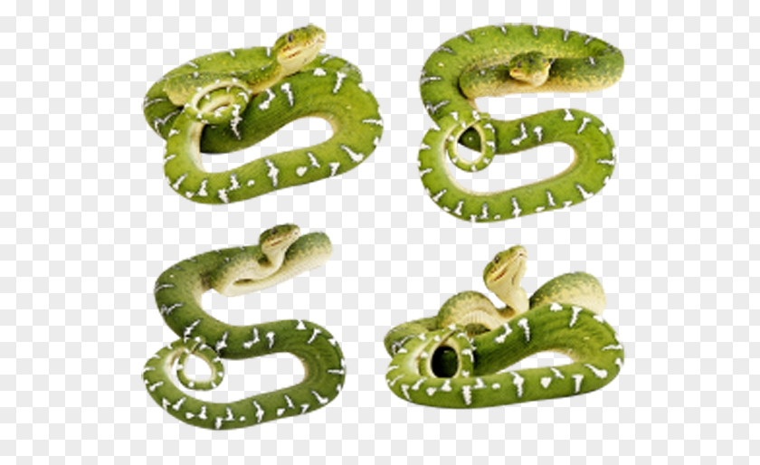Green Snake Smooth Clip Art PNG