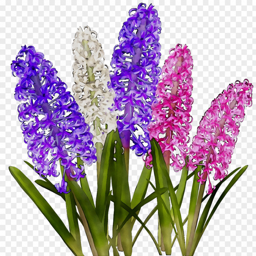 Hyacinth Cut Flowers Lavender PNG