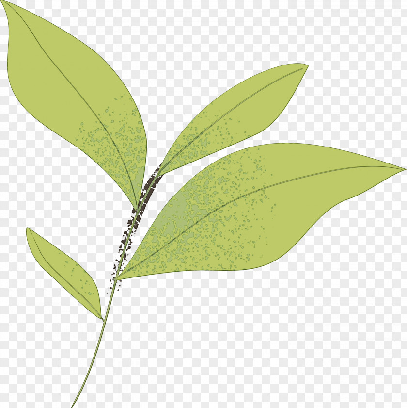 Leaf Plant Stem Plants Science Structure PNG