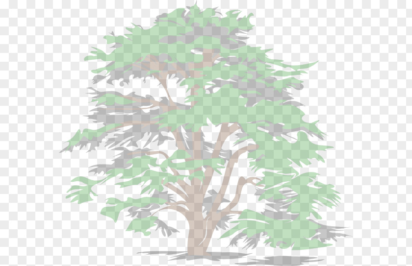 Tree Clip Art Vector Graphics Cedar Oak PNG