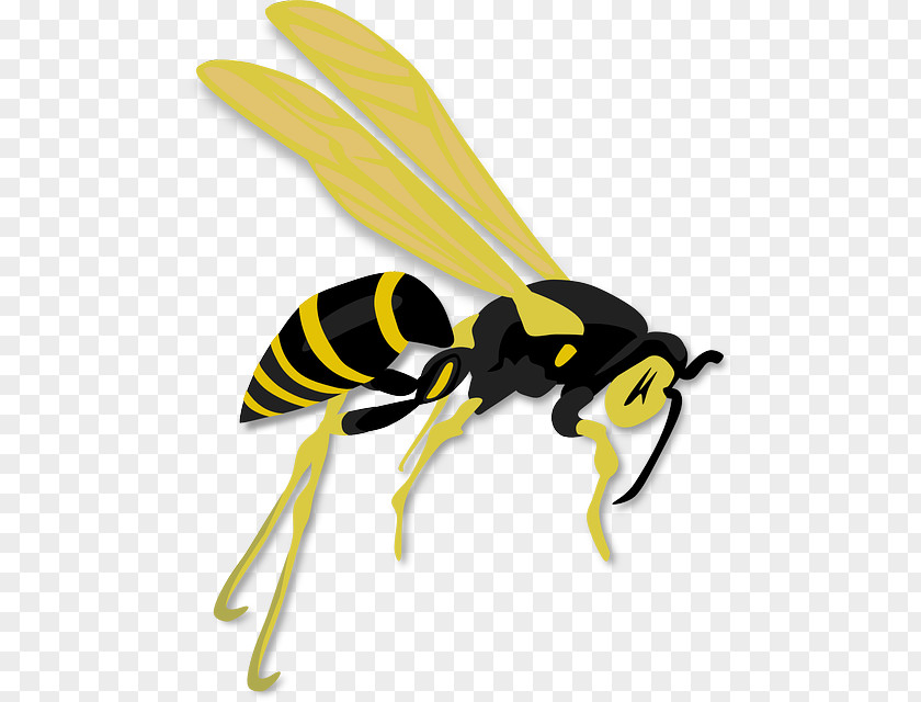 Bee Hornet Western Honey Wasp PNG