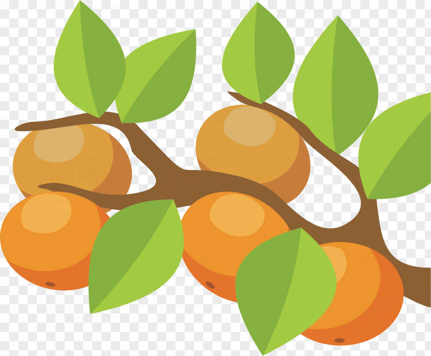 Orange Clip Art Citrus × Sinensis Vector Graphics Tree PNG