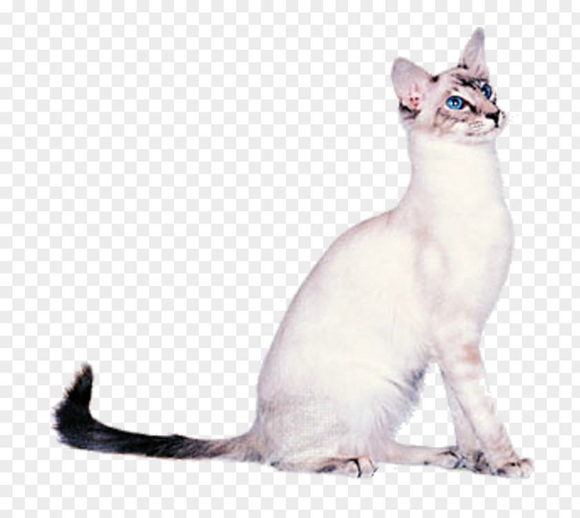 White Cat Balinese Oriental Shorthair Siamese Cornish Rex LaPerm PNG