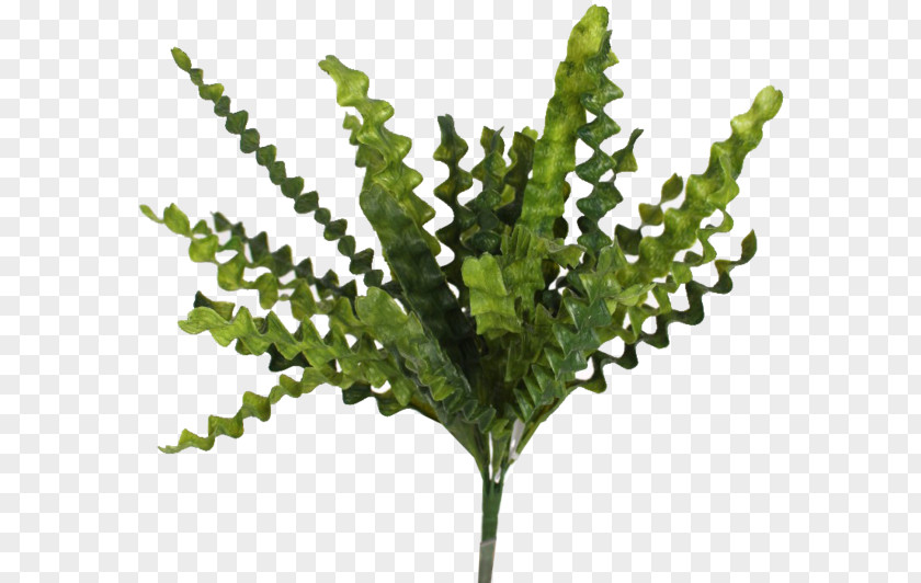 Business Fern Plant Stem Room Leaf PNG