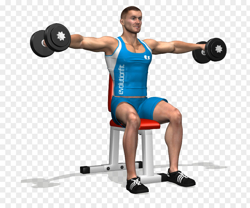 Dumbbell Triceps Brachii Muscle Deltoid Rear Delt Raise Exercise PNG