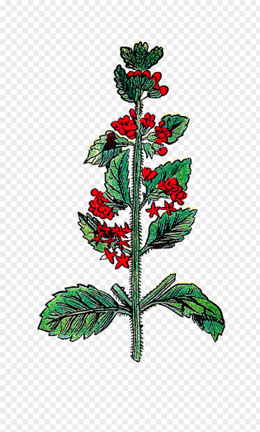 Hand Painted Flower Plant Variety Herb Holly Lovage PNG