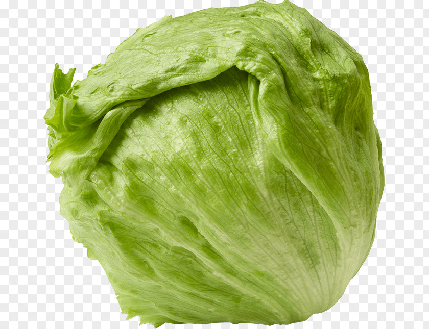 Lettuce Week 26 Of Pregnancy Infant Uterus PNG