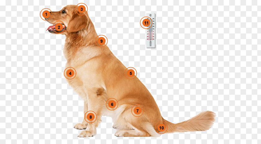 Dog Training Puppy Housetraining Cat PNG