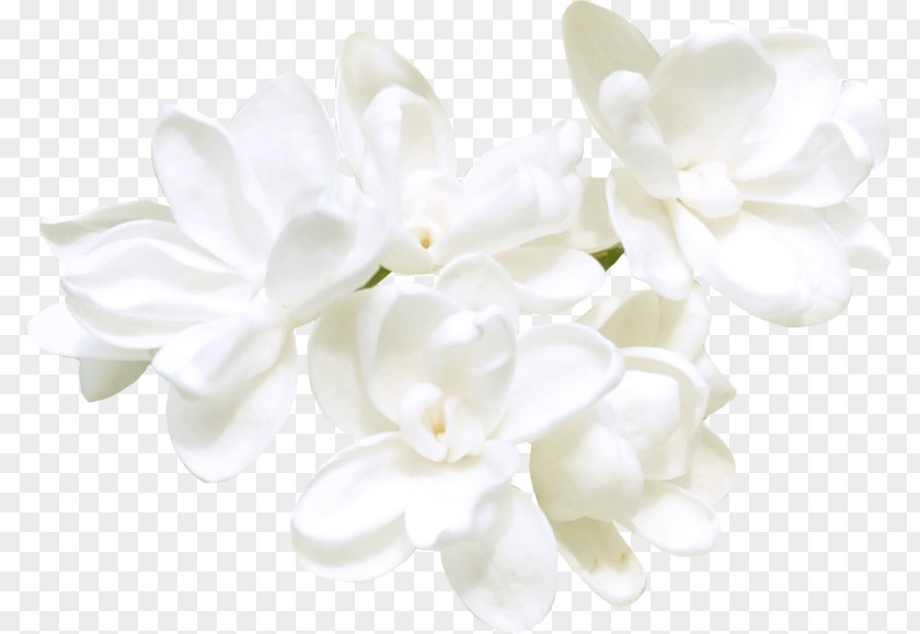 White Flowers Clip Art Image Flower Cape Jasmine PNG
