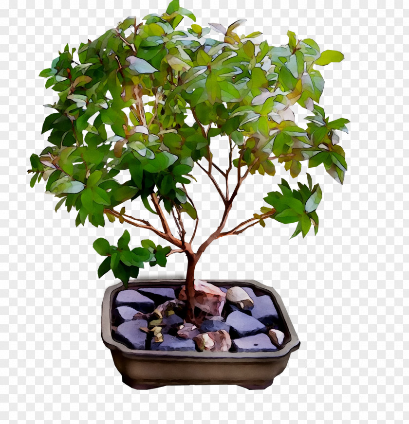 Chinese Sweet Plum Tree PNG