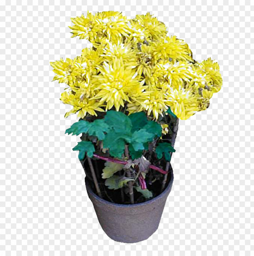 Chrysanthemum Flowerpot Bonsai PNG