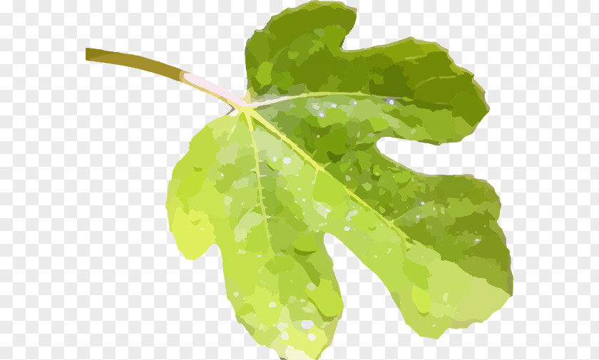 Fig. Fig Leaf Common Clip Art PNG