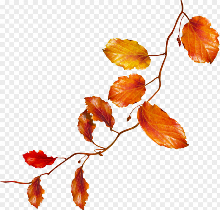 Leaves Autumn Flower Clip Art PNG
