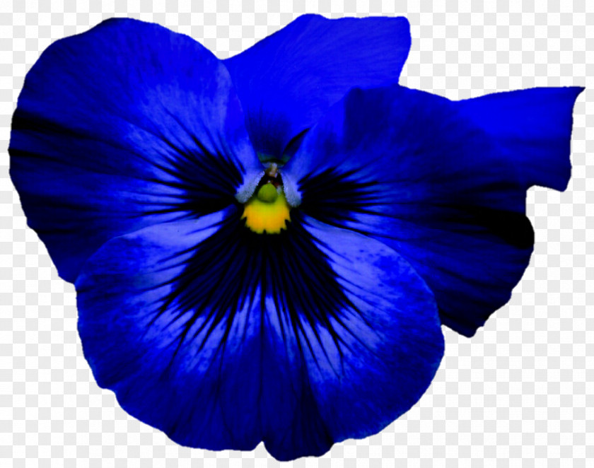 Pansy Flower Blue Violet Petal PNG