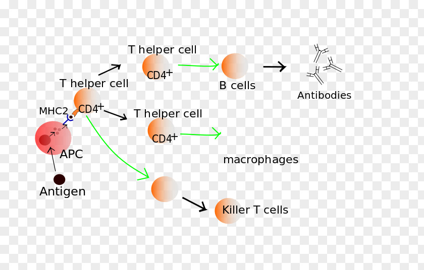 Activation Function T Cell Lymphocyte Immune System B PNG