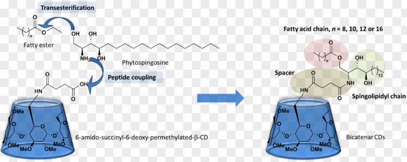 Beta Cyclodextrin Esterification Fatty Acid Chemistry PNG