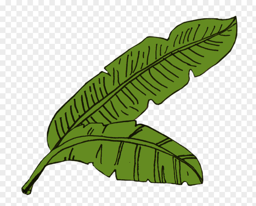 Leaf Image Illustration Food Sketch PNG