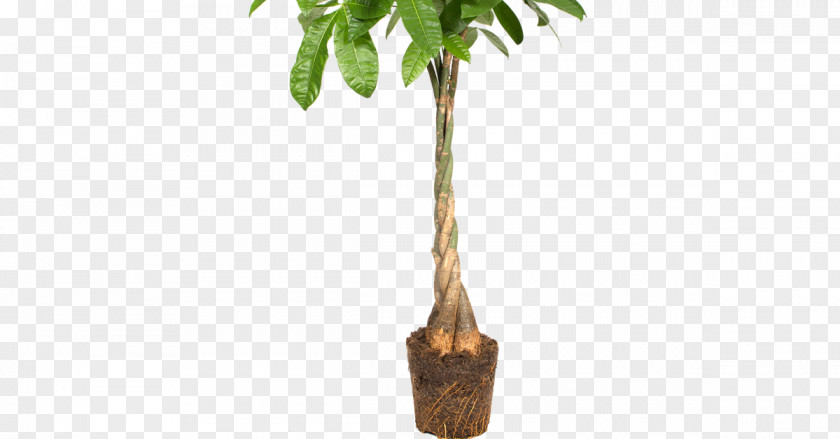 Pachira Money Tree Guiana Chestnut Flowerpot Palm Trees Architecture PNG