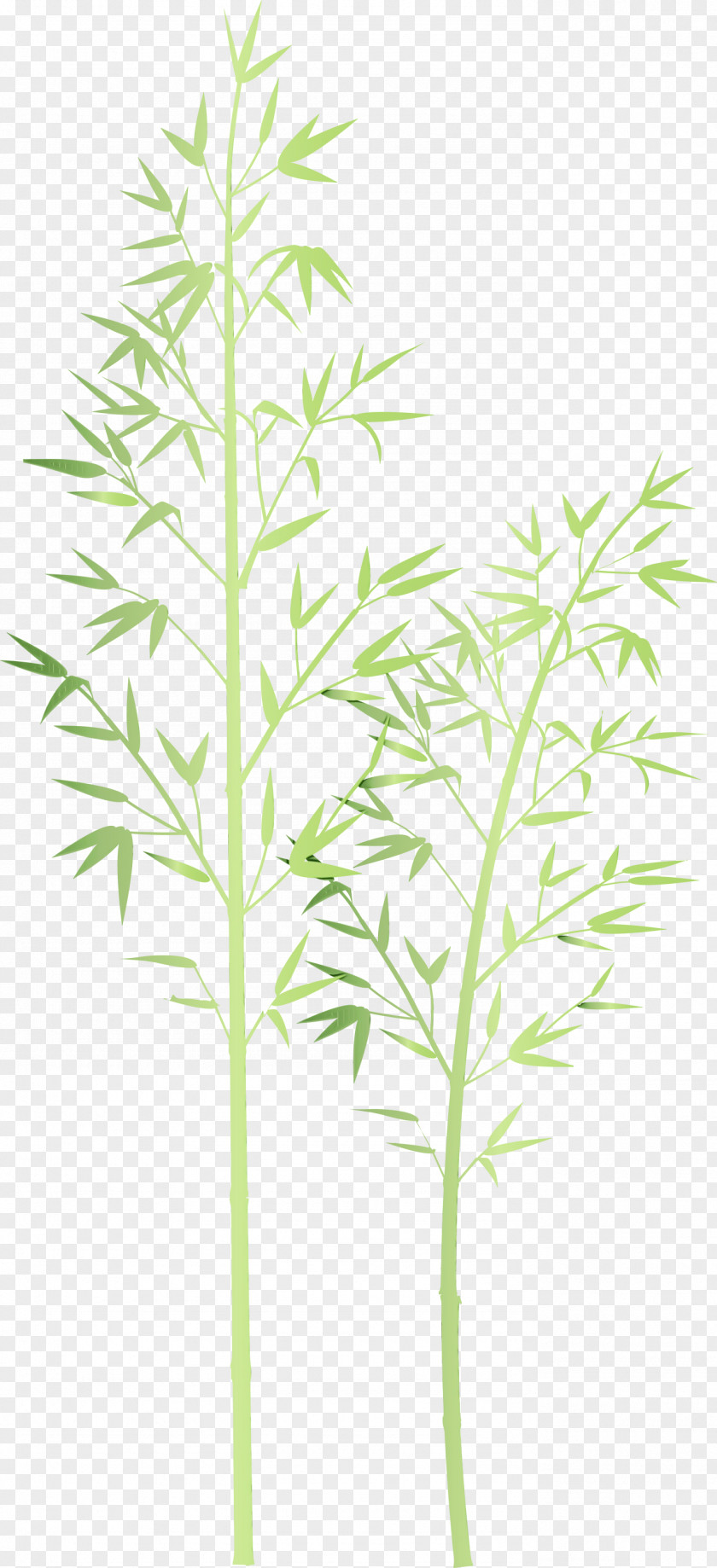 Plant Flower Leaf Stem Grass Family PNG