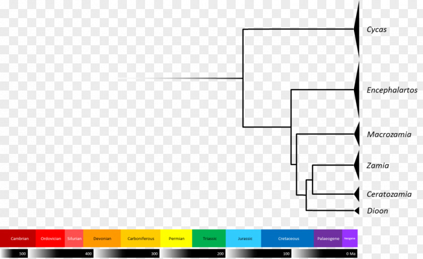 Science Cycad Evolution Living Fossil Phylogenetic Tree PNG