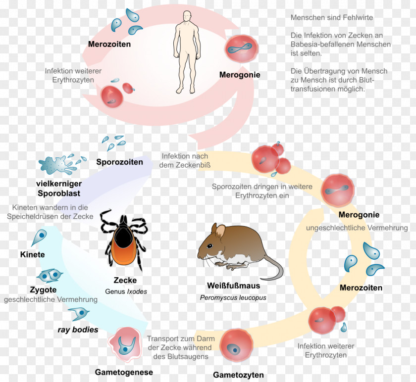 Building Life Cycle Babesiosis Lyme Disease Babesia Parasitism Coinfection PNG