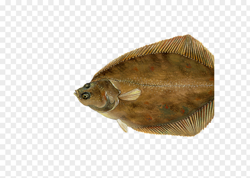 Fish European Flounder Sole Plaice PNG