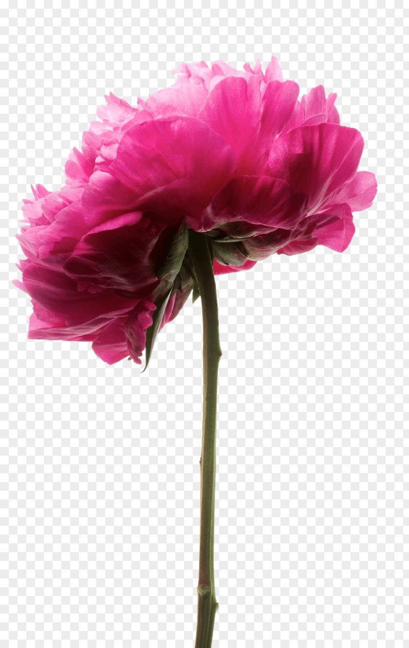 Peony My Society Cut Flowers Herbaceous Plant Petal PNG