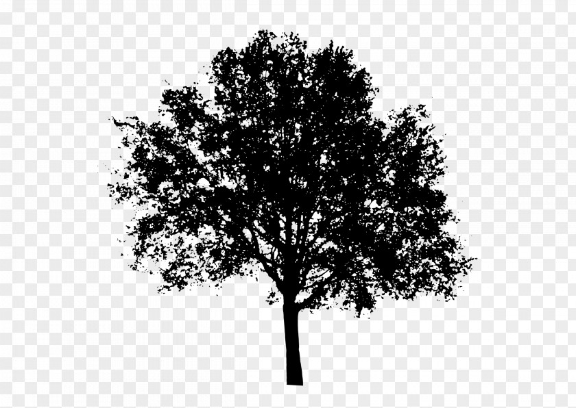 Tree Vector Silhouette Clip Art PNG