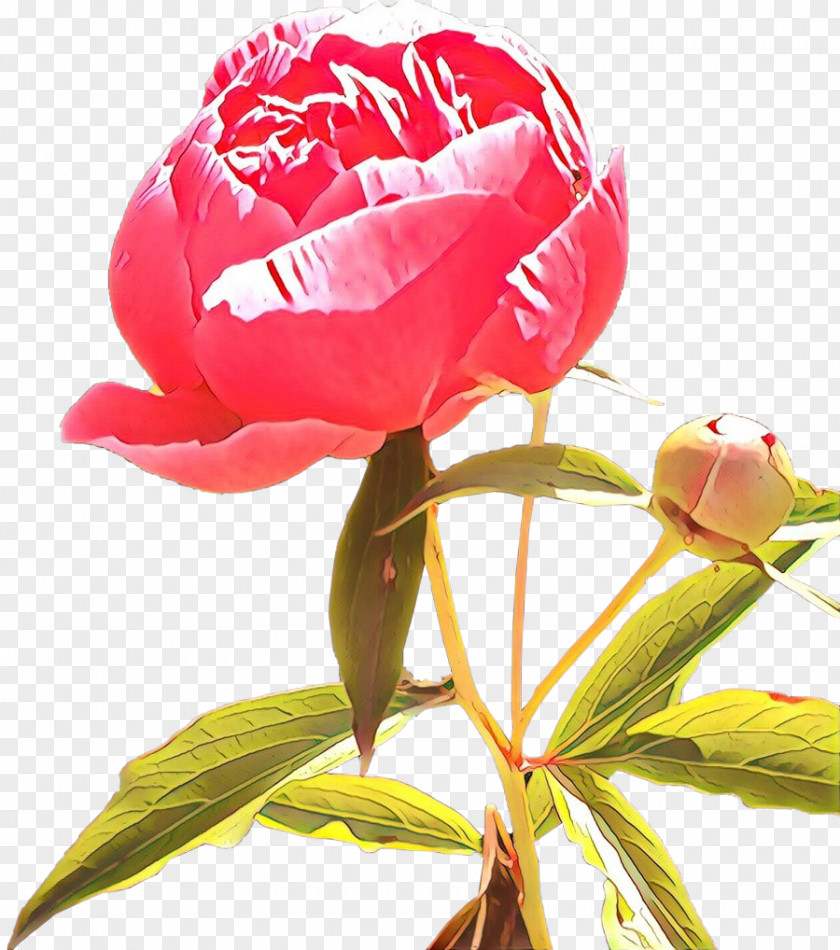 Garden Roses PNG