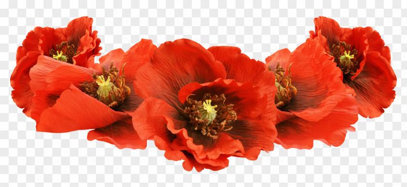 Poppy Raster Graphics Gruppa Maki Clip Art PNG