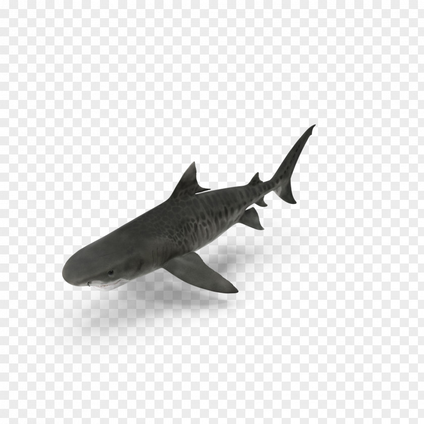 Benthic Sharks Shark Predator Zone Predation PNG