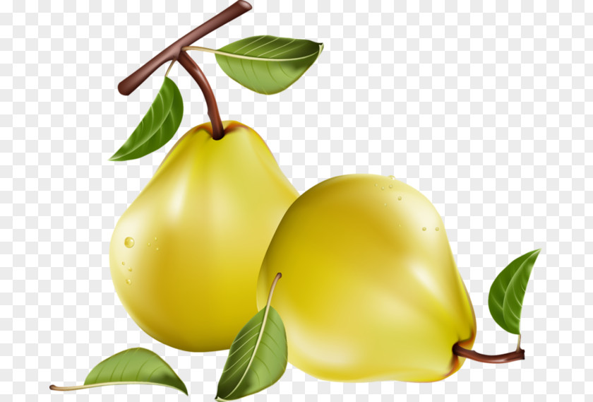 FCB Fruit Pear Clip Art PNG