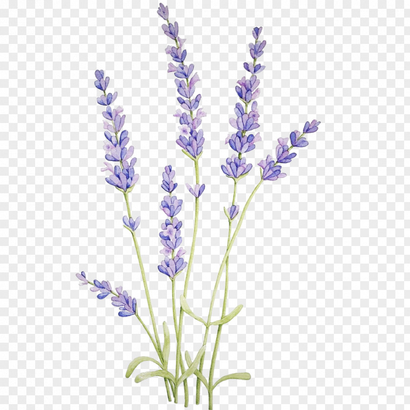 Hyssopus Fernleaf Lavender PNG